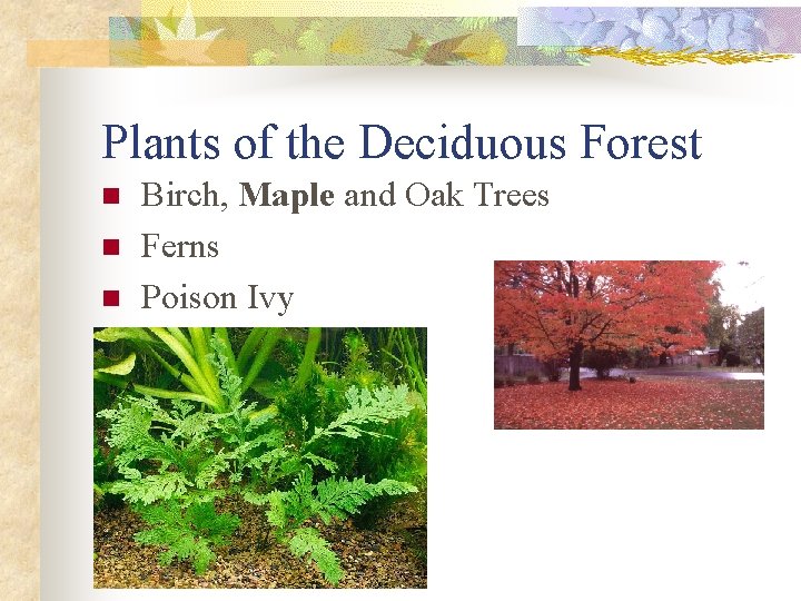 Plants of the Deciduous Forest n n n Birch, Maple and Oak Trees Ferns