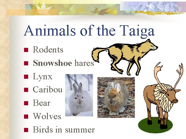 Animals of the Taiga n n n n Rodents Snowshoe hares Lynx Caribou Bear