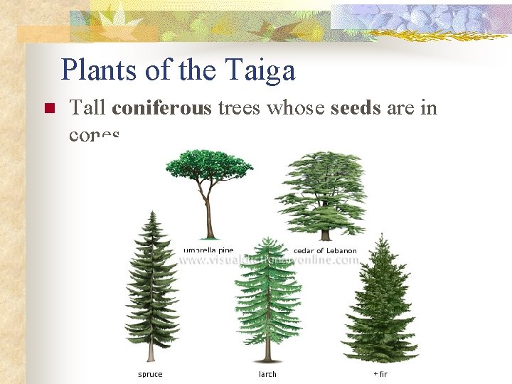 Plants of the Taiga n Tall coniferous trees whose seeds are in cones 