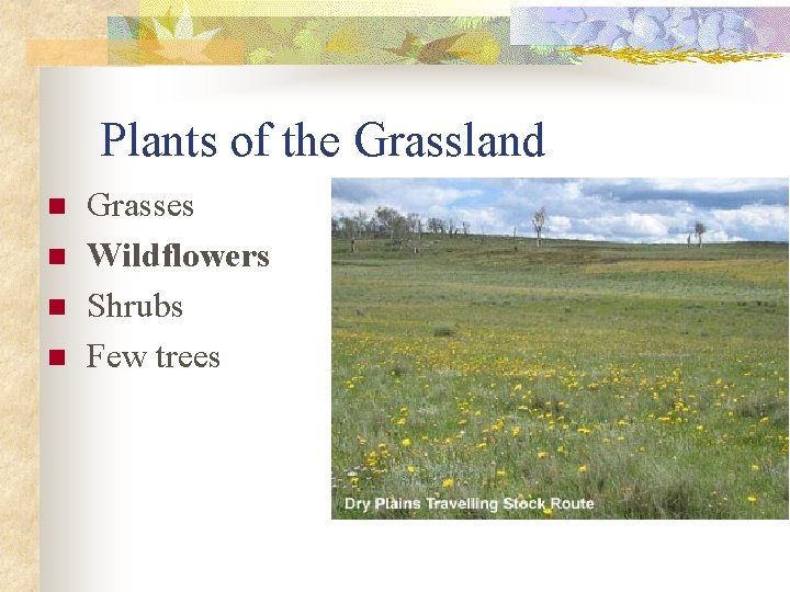Plants of the Grassland n n Grasses Wildflowers Shrubs Few trees 