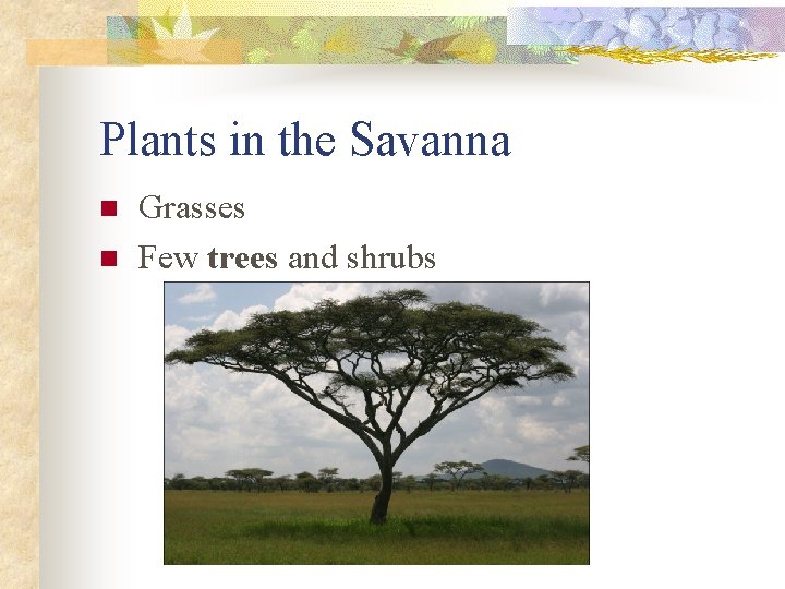 Plants in the Savanna n n Grasses Few trees and shrubs 