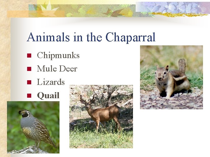 Animals in the Chaparral n n Chipmunks Mule Deer Lizards Quail 