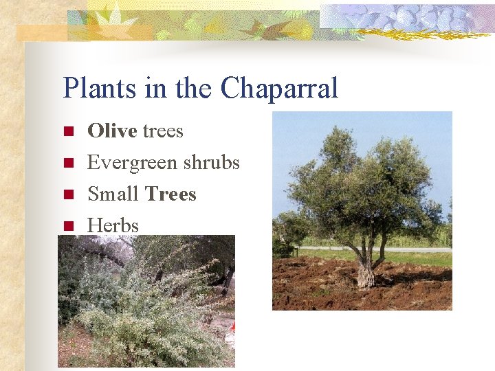 Plants in the Chaparral n n Olive trees Evergreen shrubs Small Trees Herbs 