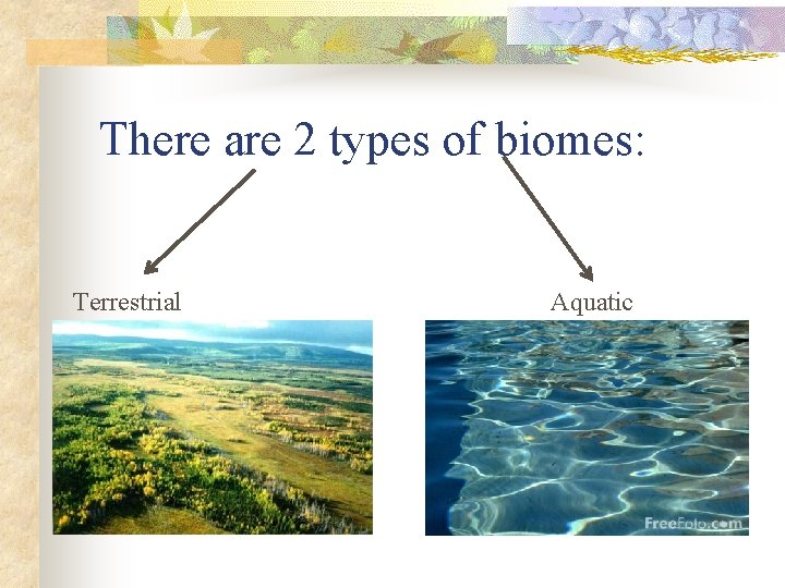 There are 2 types of biomes: Terrestrial Aquatic 