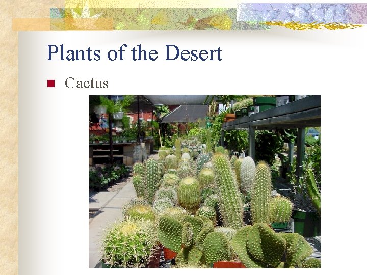 Plants of the Desert n Cactus 