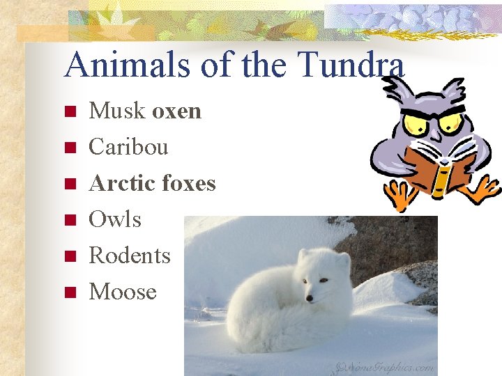 Animals of the Tundra n n n Musk oxen Caribou Arctic foxes Owls Rodents