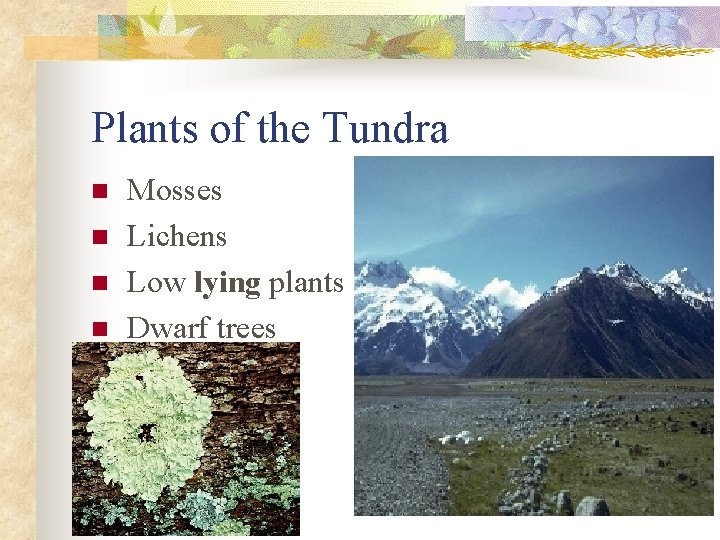 Plants of the Tundra n n Mosses Lichens Low lying plants Dwarf trees 