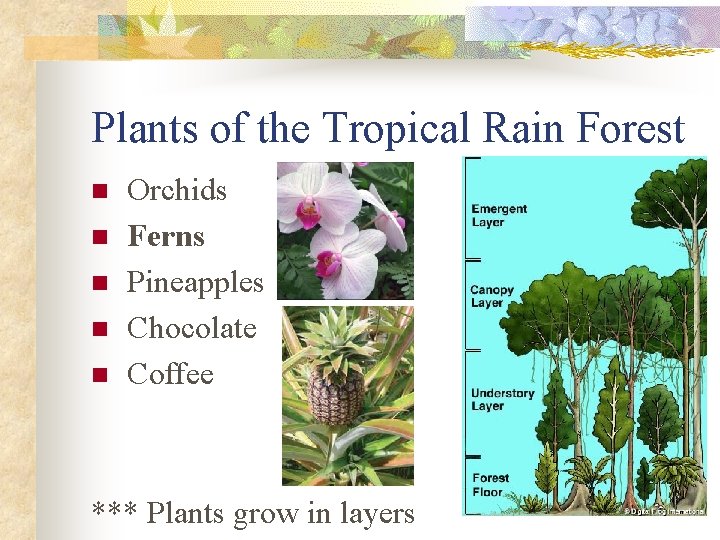 Plants of the Tropical Rain Forest n n n Orchids Ferns Pineapples Chocolate Coffee