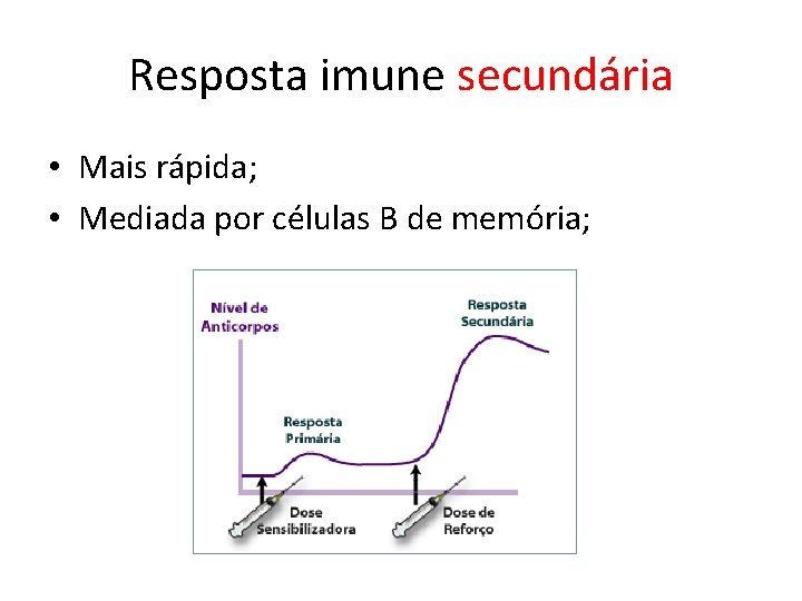 Resposta imune secundária • Mais rápida; • Mediada por células B de memória; 