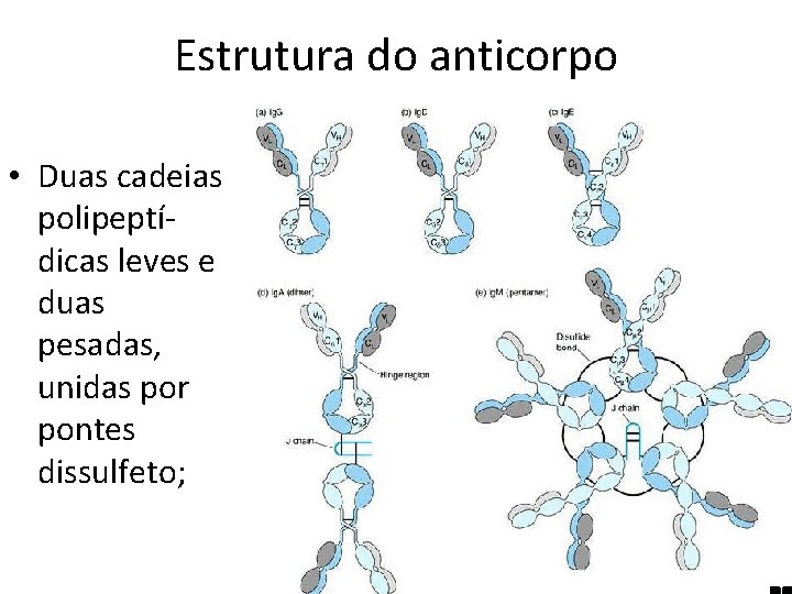 Estrutura do anticorpo • Duas cadeias polipeptídicas leves e duas pesadas, unidas por pontes