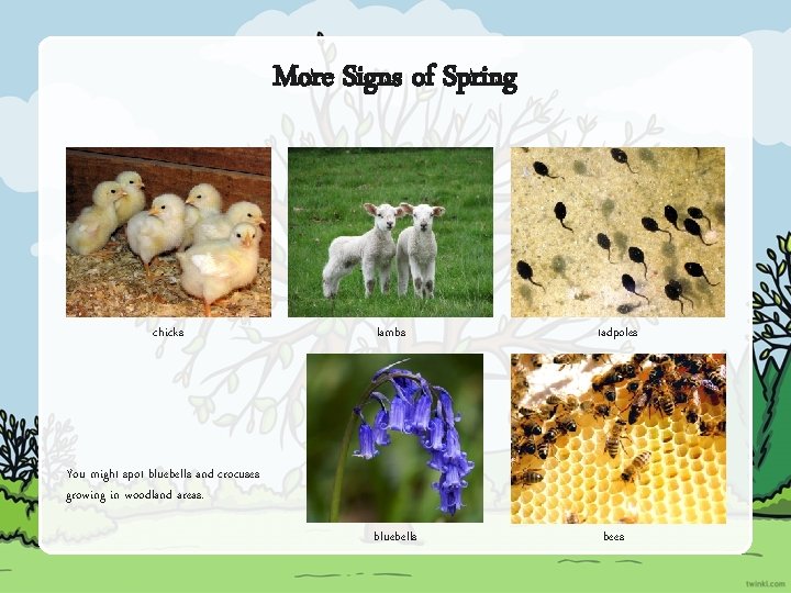 More Signs of Spring chicks lambs tadpoles bluebells bees You might spot bluebells and