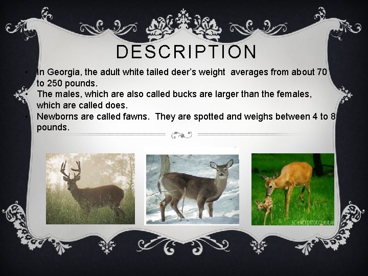 DESCRIPTION • In Georgia, the adult white tailed deer’s weight averages from about 70