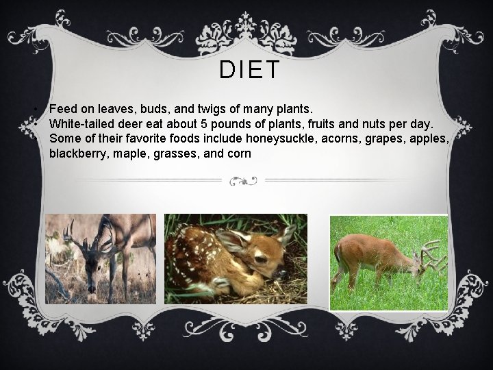 DIET • Feed on leaves, buds, and twigs of many plants. • White-tailed deer