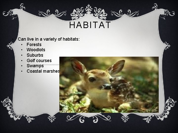 HABITAT • Can live in a variety of habitats: • Forests • Woodlots •