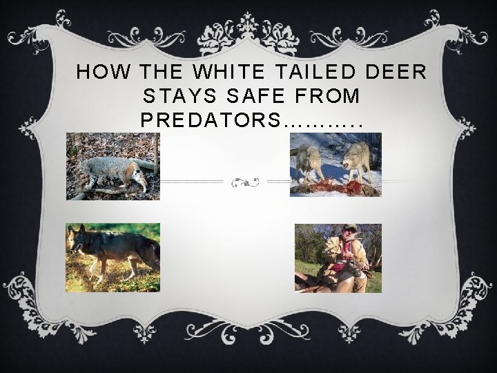 HOW THE WHITE TAILED DEER STAYS SAFE FROM PREDATORS………. . 