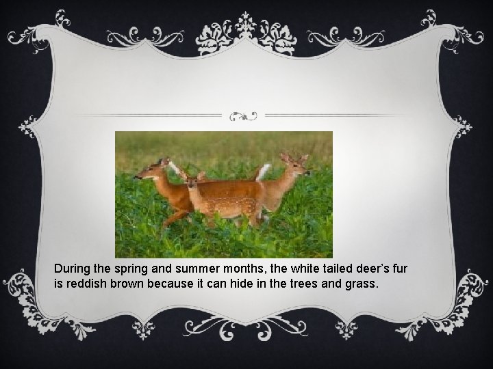 During the spring and summer months, the white tailed deer’s fur is reddish brown