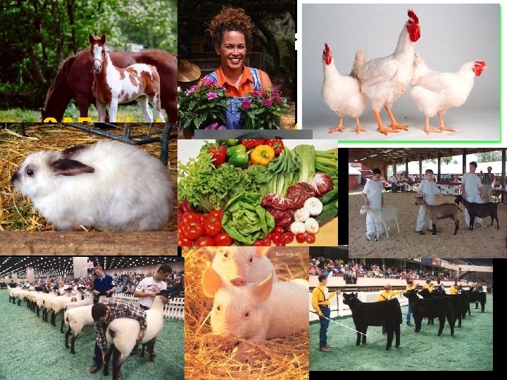 So what SAE can you do? SAEs that could go to the fair 