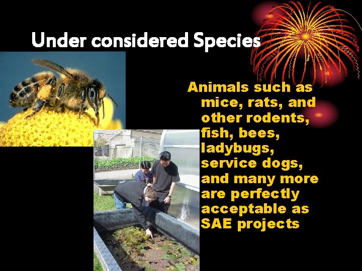 Under considered Species Animals such as mice, rats, and other rodents, fish, bees, ladybugs,