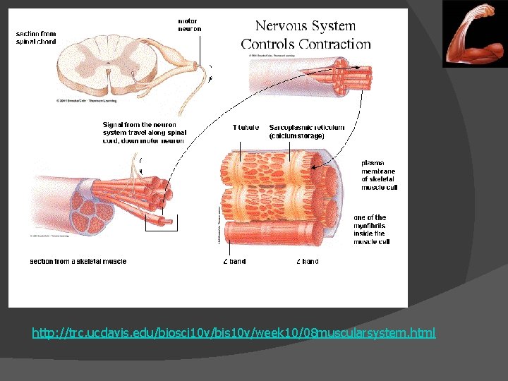 http: //trc. ucdavis. edu/biosci 10 v/bis 10 v/week 10/08 muscularsystem. html 