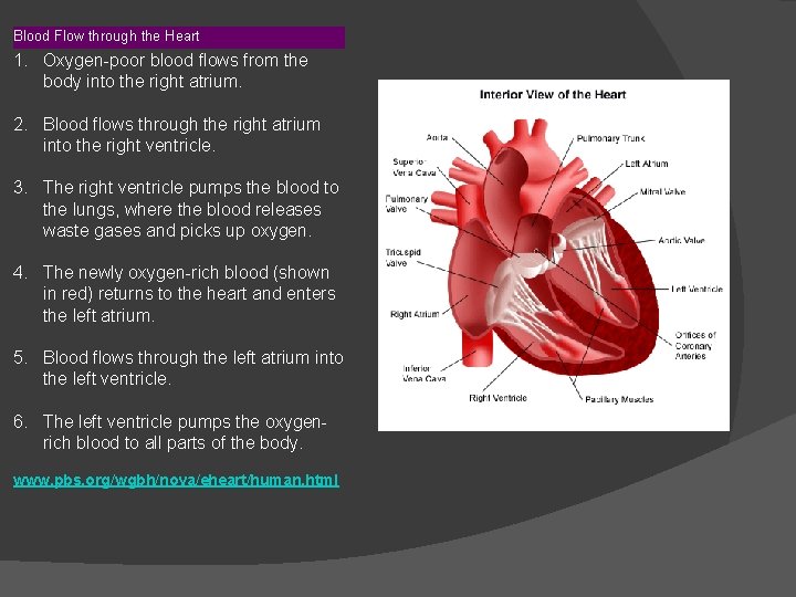 Blood Flow through the Heart 1. Oxygen-poor blood flows from the body into the