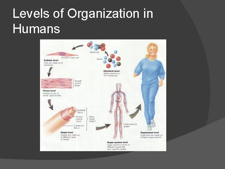 Levels of Organization in Humans 