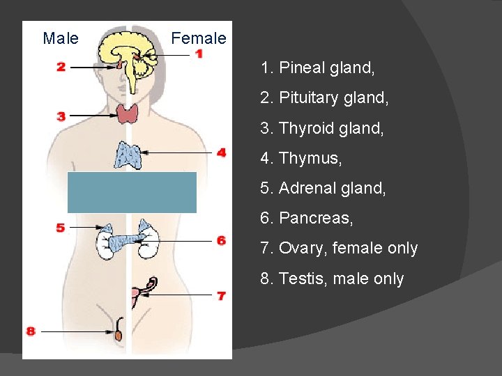 Male Female 1. Pineal gland, 2. Pituitary gland, 3. Thyroid gland, 4. Thymus, 5.