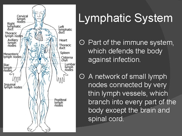 Lymphatic System ʘ Part of the immune system, which defends the body against infection.