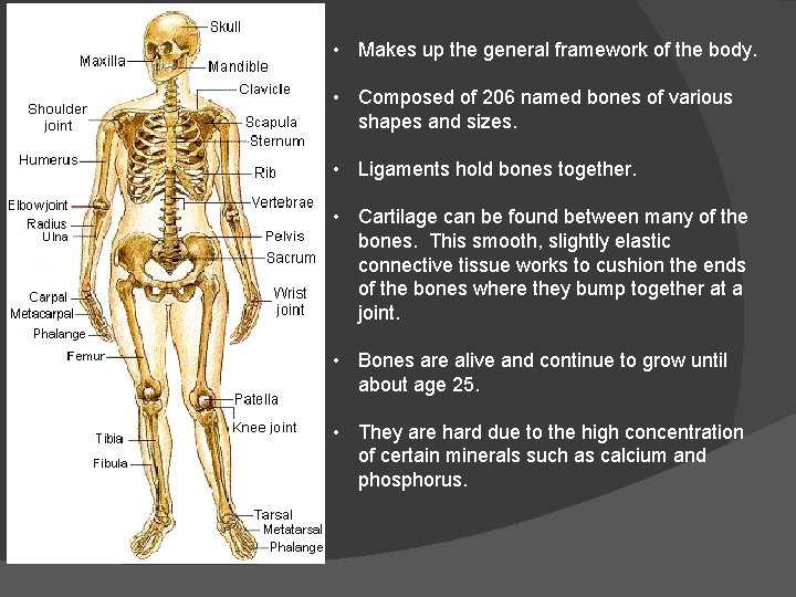  • Makes up the general framework of the body. • Composed of 206