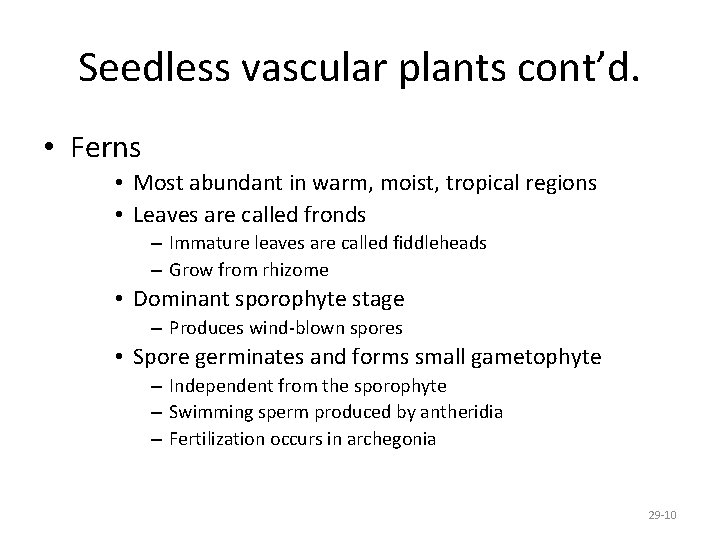 Seedless vascular plants cont’d. • Ferns • Most abundant in warm, moist, tropical regions