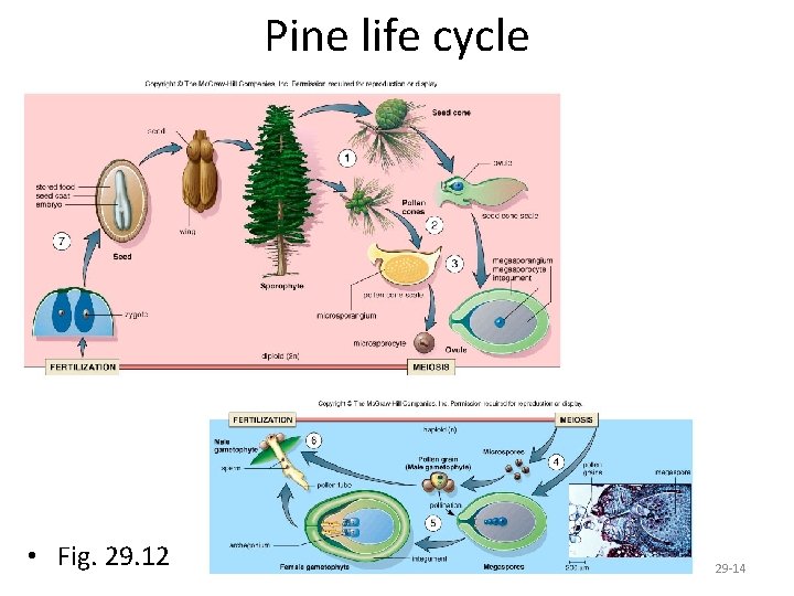 Pine life cycle • Fig. 29. 12 29 -14 
