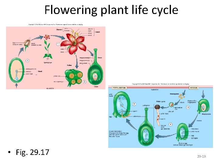 Flowering plant life cycle • Fig. 29. 17 29 -19 