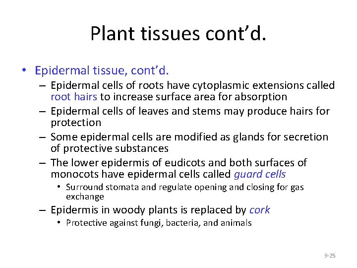 Plant tissues cont’d. • Epidermal tissue, cont’d. – Epidermal cells of roots have cytoplasmic