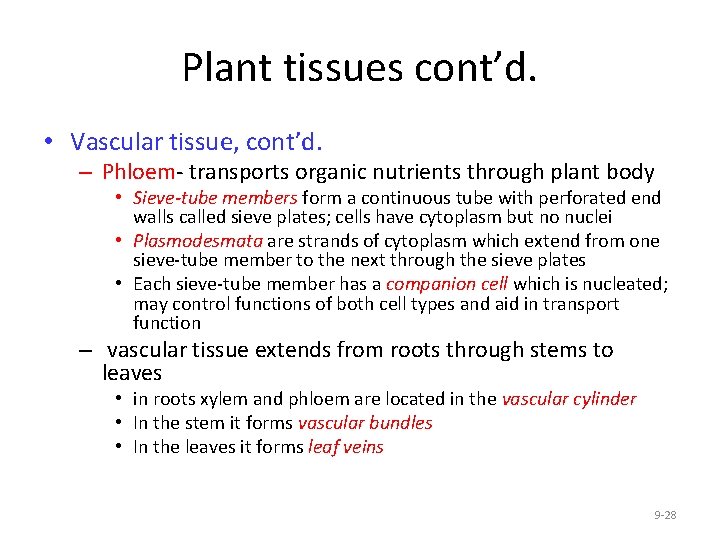 Plant tissues cont’d. • Vascular tissue, cont’d. – Phloem- transports organic nutrients through plant
