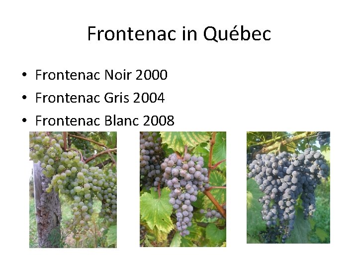 Frontenac in Québec • Frontenac Noir 2000 • Frontenac Gris 2004 • Frontenac Blanc