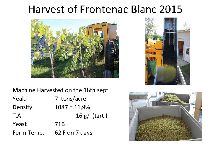 Harvest of Frontenac Blanc 2015 Machine Harvested on the 18 th sept. Yeald 7