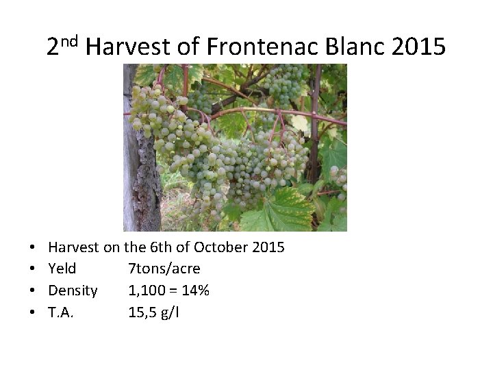 2 nd Harvest of Frontenac Blanc 2015 • • Harvest on the 6 th