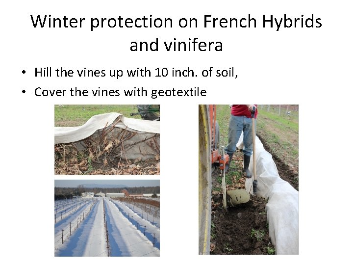 Winter protection on French Hybrids and vinifera • Hill the vines up with 10