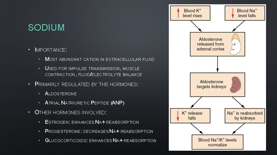 SODIUM • IMPORTANCE: • MOST ABUNDANT CATION IN EXTRACELLULAR FLUID • USED FOR IMPULSE