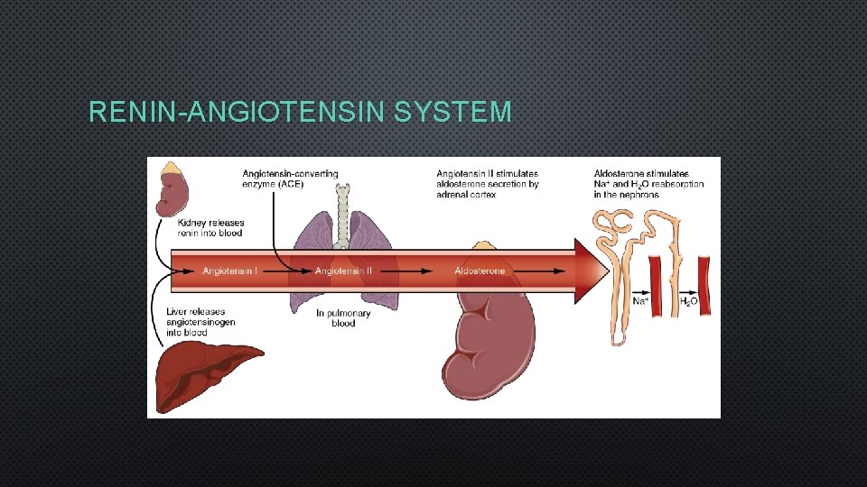 RENIN-ANGIOTENSIN SYSTEM 