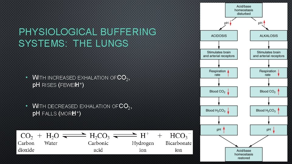 PHYSIOLOGICAL BUFFERING SYSTEMS: THE LUNGS • WITH INCREASED EXHALATION OF CO 2, p. H