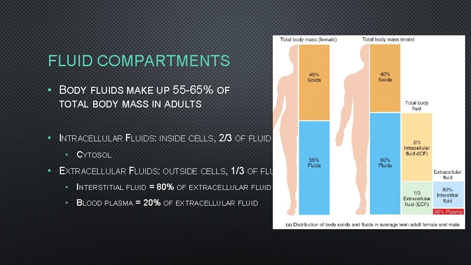 FLUID COMPARTMENTS • BODY FLUIDS MAKE UP 55 -65% OF TOTAL BODY MASS IN