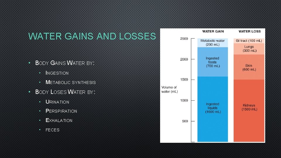 WATER GAINS AND LOSSES • BODY GAINS WATER BY: • INGESTION • METABOLIC SYNTHESIS