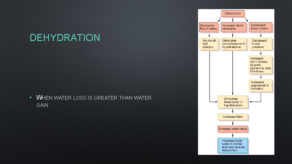 DEHYDRATION • WHEN WATER LOSS IS GREATER THAN WATER GAIN 