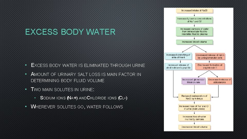 EXCESS BODY WATER • EXCESS BODY WATER IS ELIMINATED THROUGH URINE • AMOUNT OF