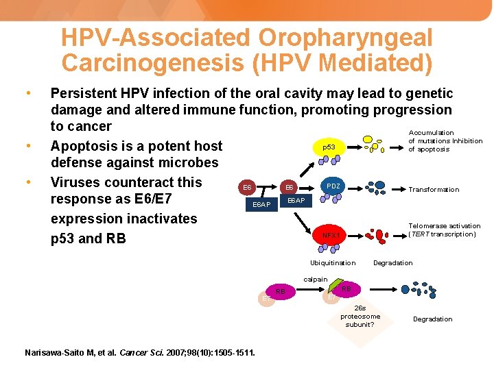 HPV-Associated Oropharyngeal Carcinogenesis (HPV Mediated) • • • Persistent HPV infection of the oral