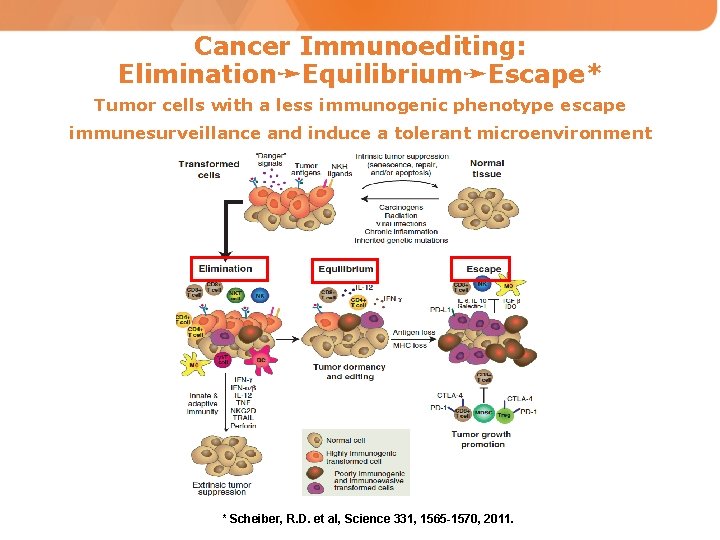 Cancer Immunoediting: Elimination➛Equilibrium➛Escape* Tumor cells with a less immunogenic phenotype escape immunesurveillance and induce
