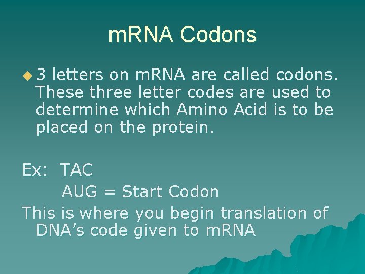 m. RNA Codons u 3 letters on m. RNA are called codons. These three