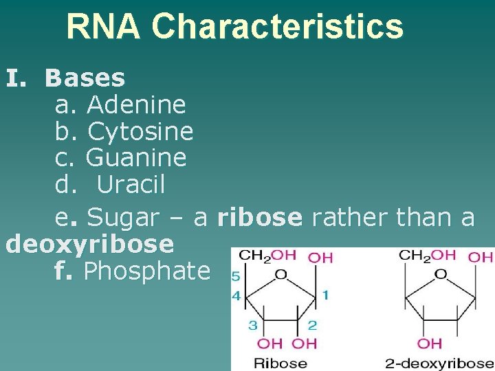 RNA Characteristics I. Bases a. Adenine b. Cytosine c. Guanine d. Uracil e. Sugar