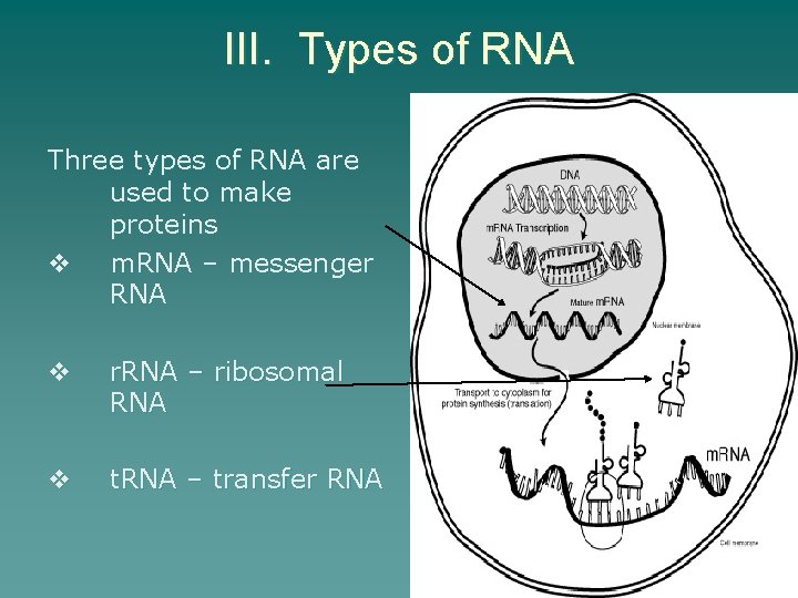 III. Types of RNA Three types of RNA are used to make proteins v