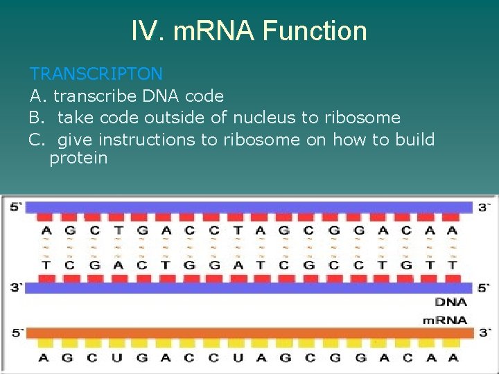 IV. m. RNA Function TRANSCRIPTON A. transcribe DNA code B. take code outside of